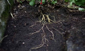 種植人參，做好這五步，可保證高產(chǎn)優(yōu)質(zhì)黑參產(chǎn)品