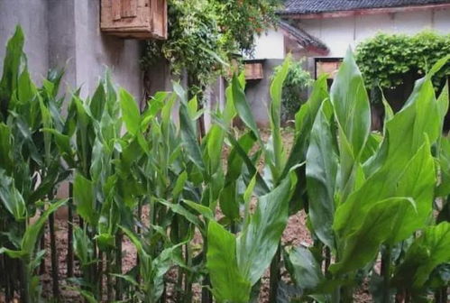 田間珍寶 地上酷似生姜、營養(yǎng)堪比人參的野生野菜